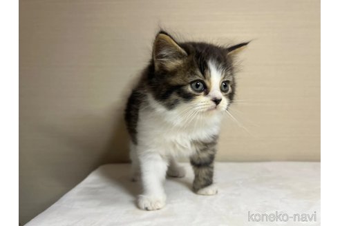 成約済の茨城県のスコティッシュフォールド-90710の3枚目